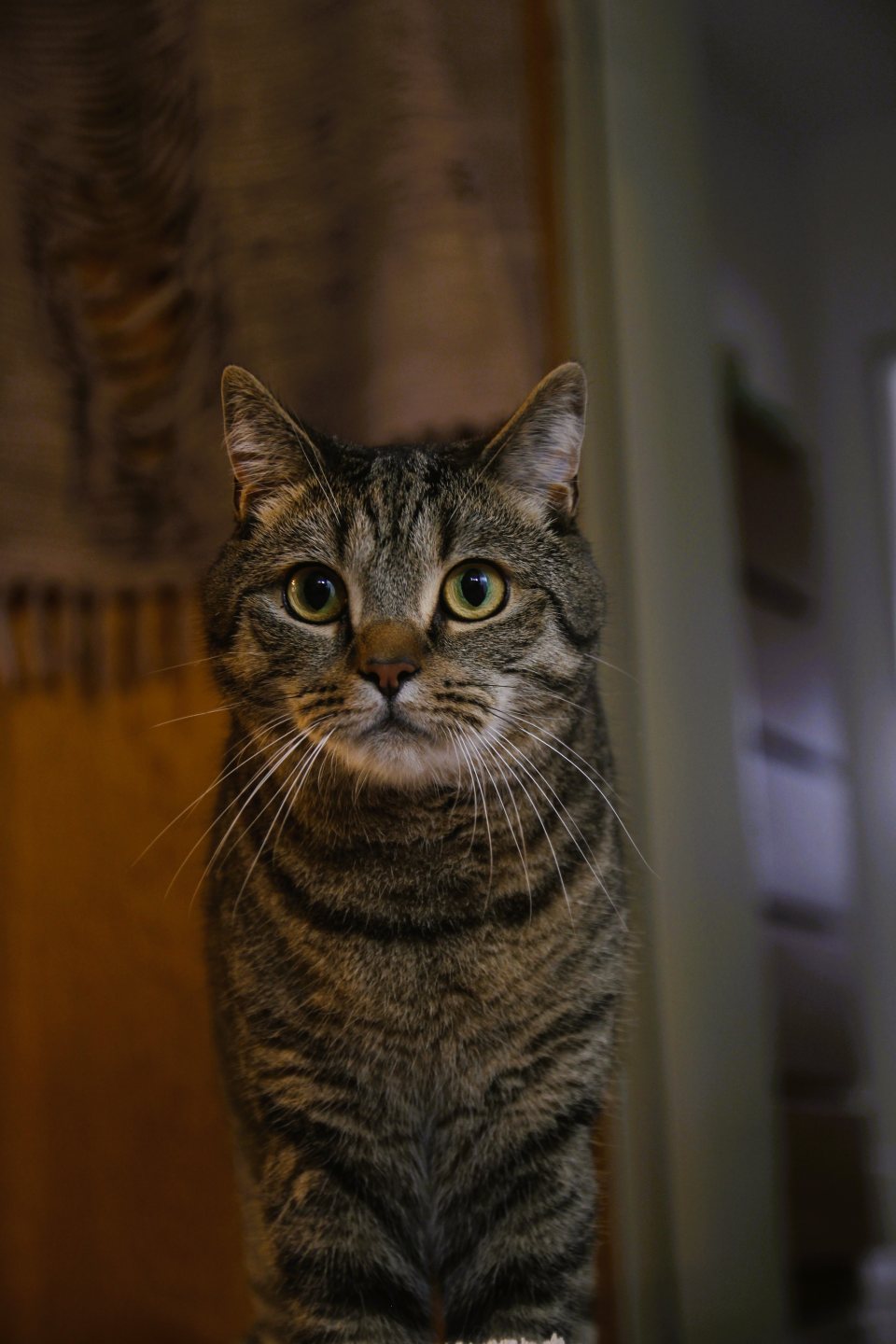 Katze Eddy