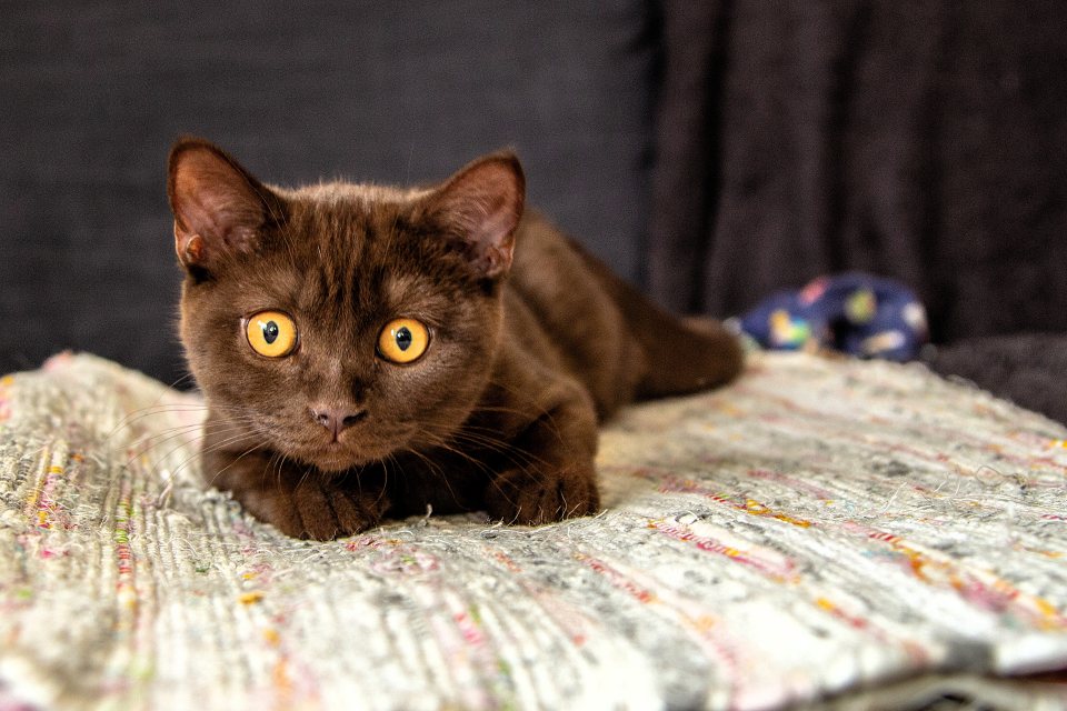 Katze Holly